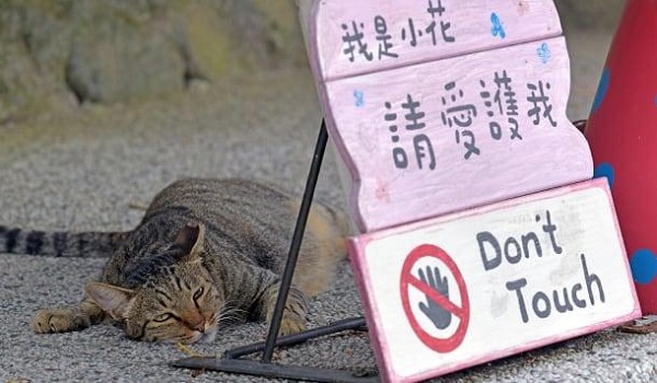 كيف أنقذت قطط قرية بأكملها في تايوان؟